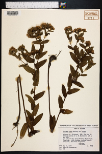 Pluchea rosea image