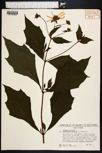 Smallanthus uvedalius image