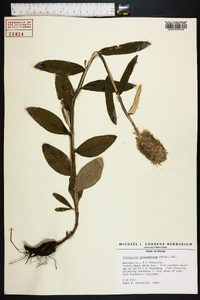 Pterocaulon pycnostachyum image