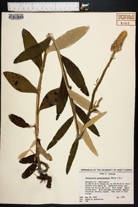 Pterocaulon pycnostachyum image