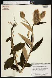 Pterocaulon pycnostachyum image