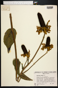 Rudbeckia maxima image