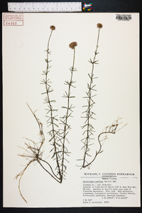 Sclerolepis uniflora image