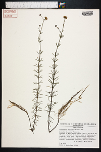 Sclerolepis uniflora image