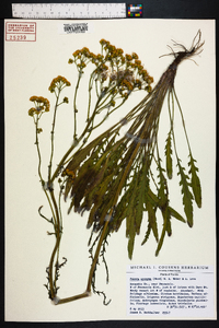 Senecio anonymus image