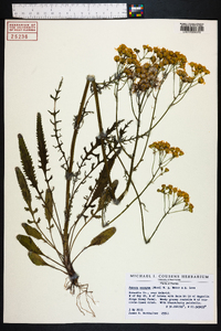 Senecio anonymus image