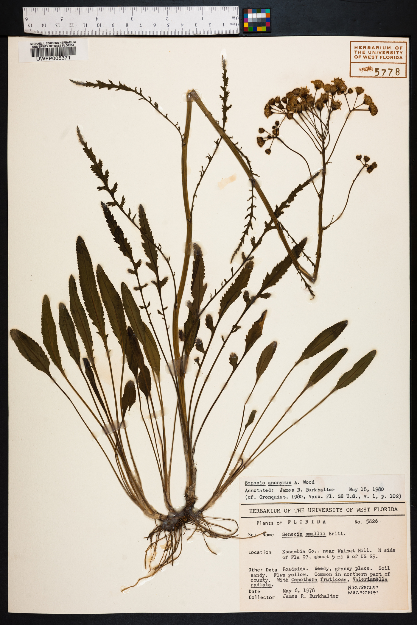 Senecio anonymus image