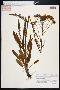 Senecio anonymus image