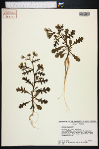 Senecio vulgaris image