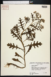 Senecio vulgaris image