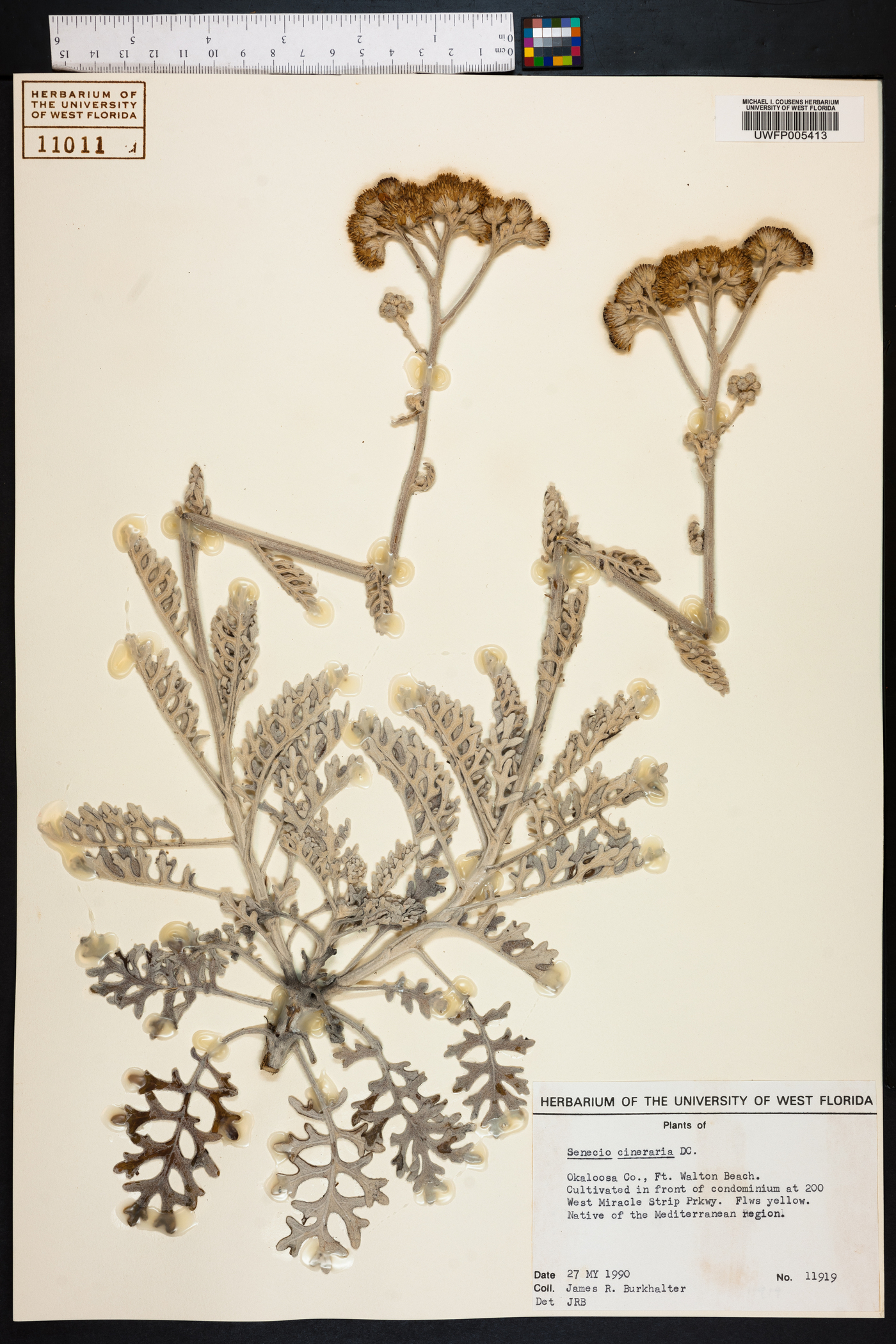 Senecio bicolor image