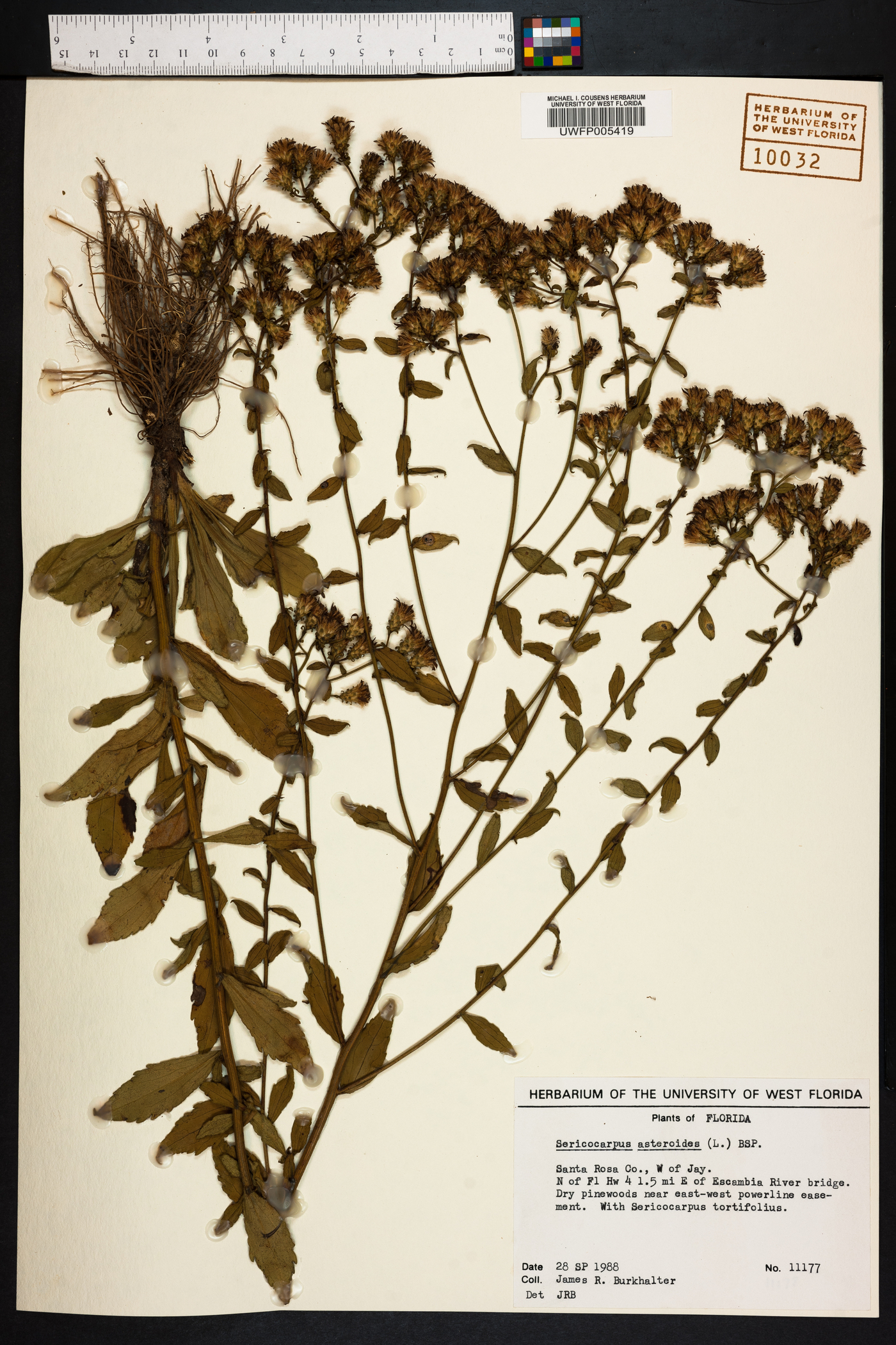 Sericocarpus asteroides image