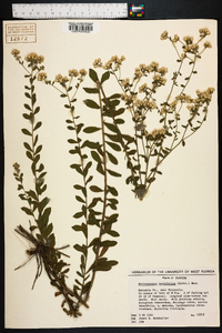 Sericocarpus tortifolius image