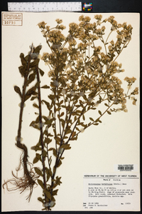 Sericocarpus tortifolius image