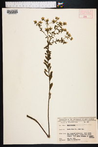 Sericocarpus tortifolius image
