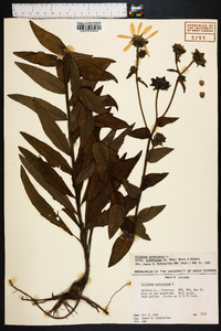 Silphium asteriscus image