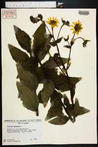 Silphium asteriscus image