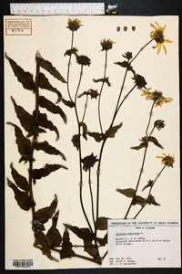 Silphium asteriscus image