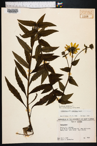 Silphium asteriscus image