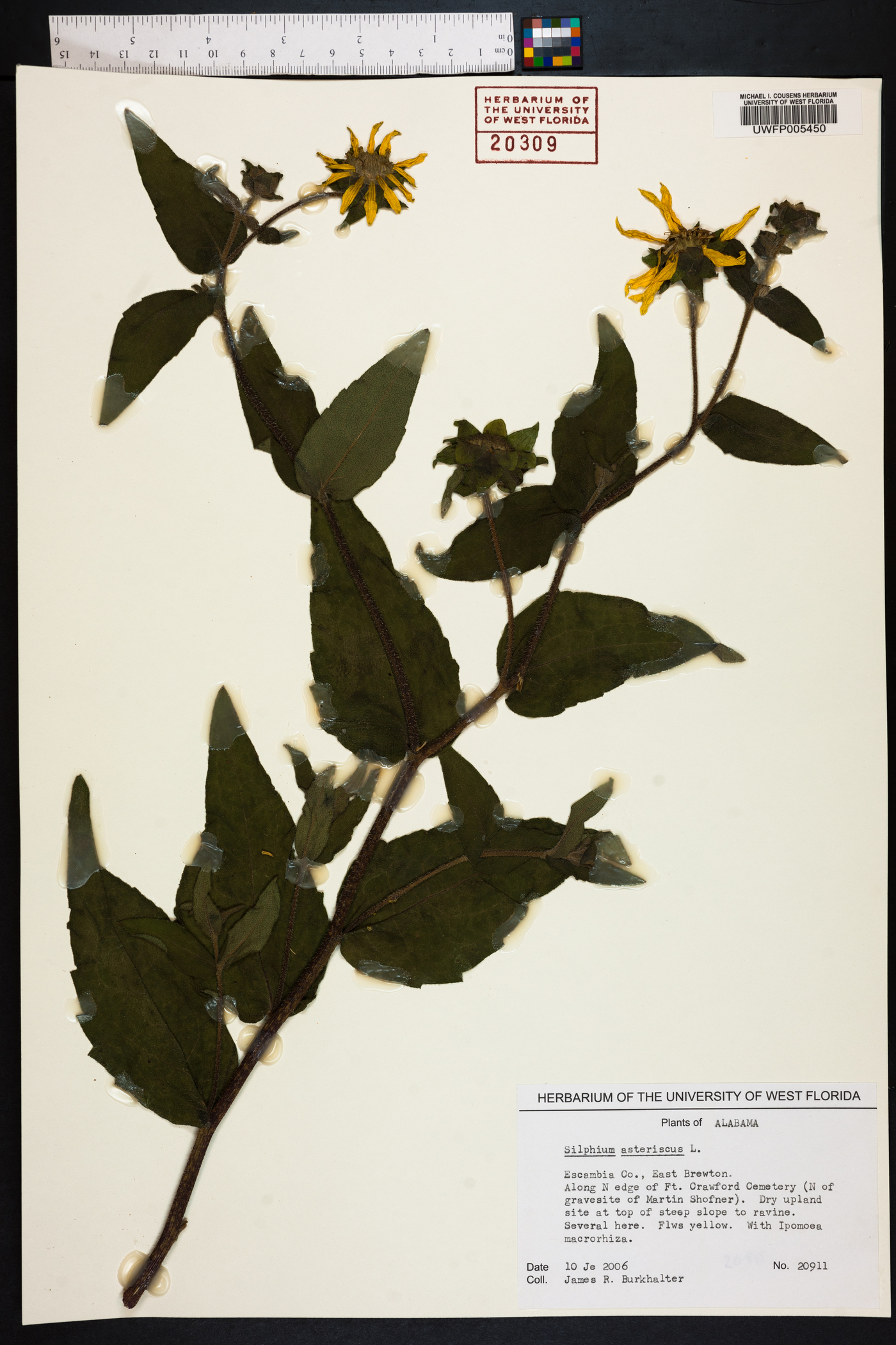 Silphium asteriscus image