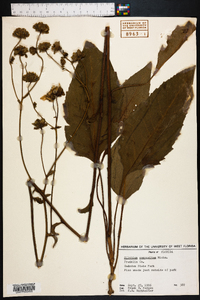 Silphium compositum image