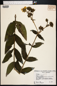 Silphium integrifolium image