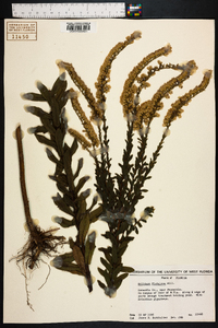 Solidago fistulosa image