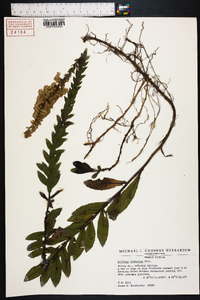 Solidago fistulosa image