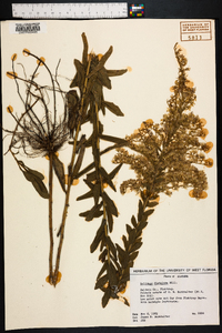 Solidago fistulosa image