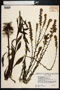 Solidago patula image