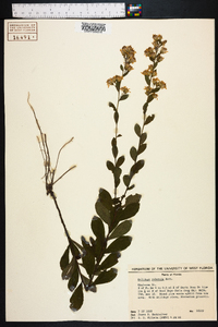 Solidago puberula image