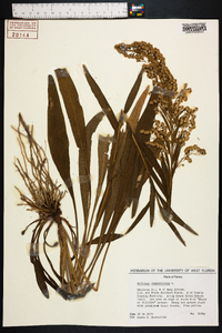 Solidago sempervirens image