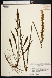 Solidago stricta image