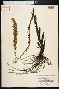 Solidago stricta image