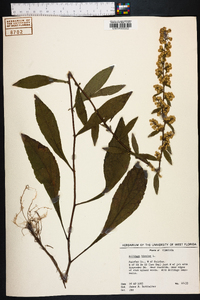 Solidago bicolor image