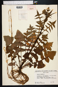 Sonchus oleraceus image