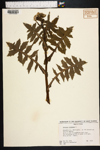 Sonchus oleraceus image