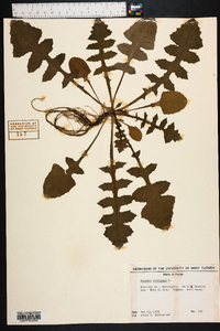 Sonchus oleraceus image