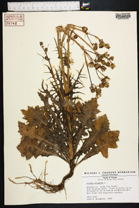 Sonchus oleraceus image