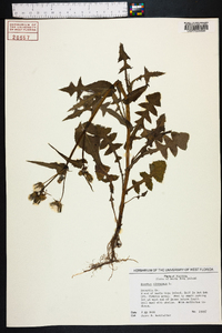 Sonchus oleraceus image