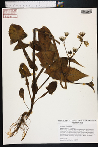 Sonchus oleraceus image