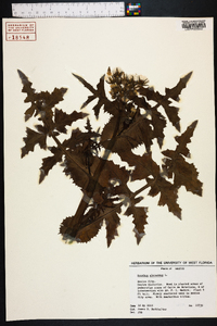 Sonchus oleraceus image