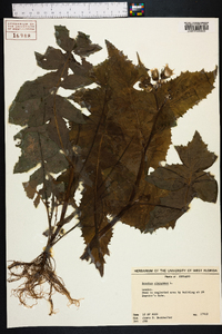 Sonchus oleraceus image