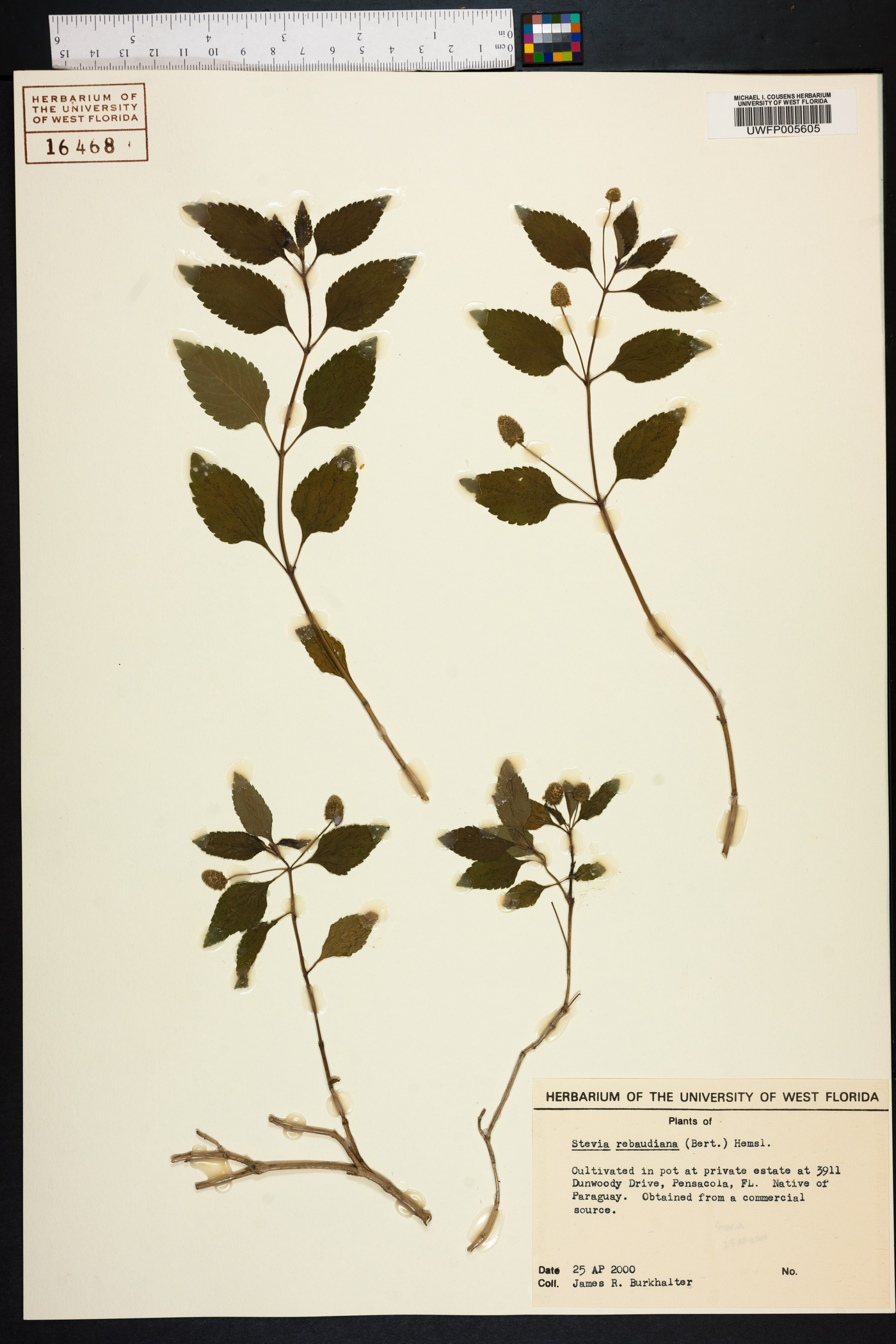 Stevia rebaudiana image