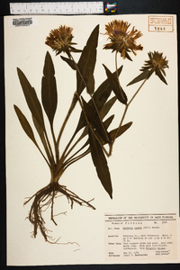 Stokesia laevis image