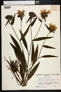 Stokesia laevis image