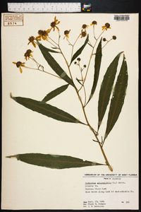 Verbesina alternifolia image