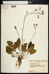 Youngia japonica image