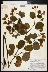 Begonia cucullata image