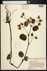 Begonia cucullata image